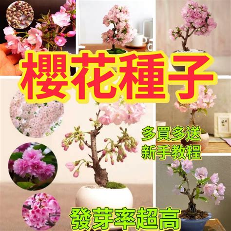 櫻花樹 種植|櫻花種植盆栽指南：酸鹼度、日照條件、落葉季節全攻。